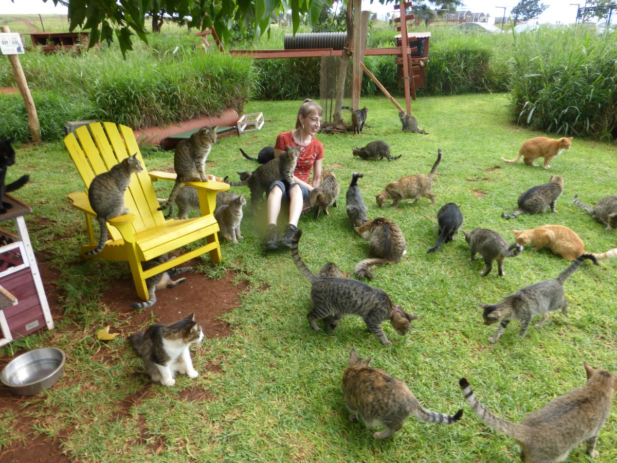 LYS Lanai Cat Sanctuary