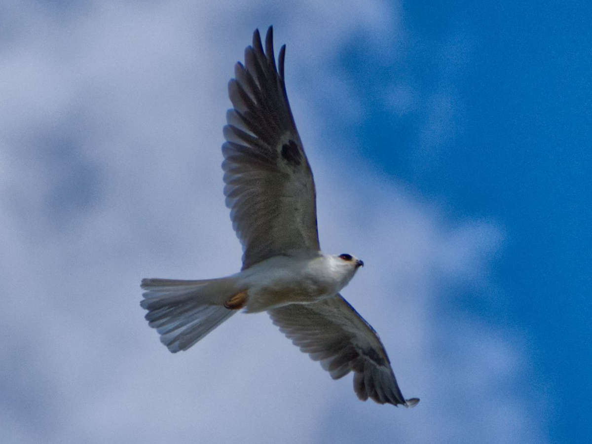 Hawk soaring